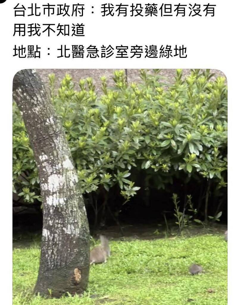 醫院急診處旁「5鼠同框」!汪潔民狠酸:相信萬安鼠鼠很安