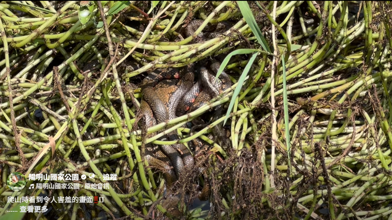 擎天崗打野砲? 陽明山國家公園曬無碼照:看到「牠們」別打擾