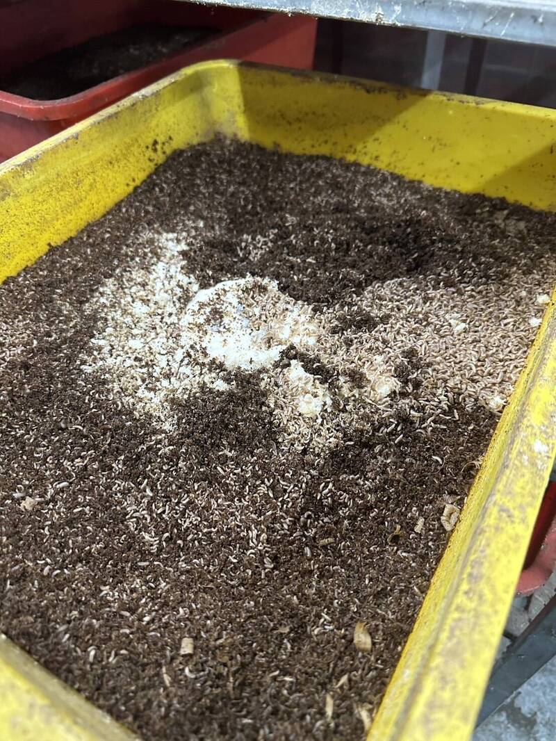 黑水虻幼蟲孵育狀況。(新北市環保局提供)
