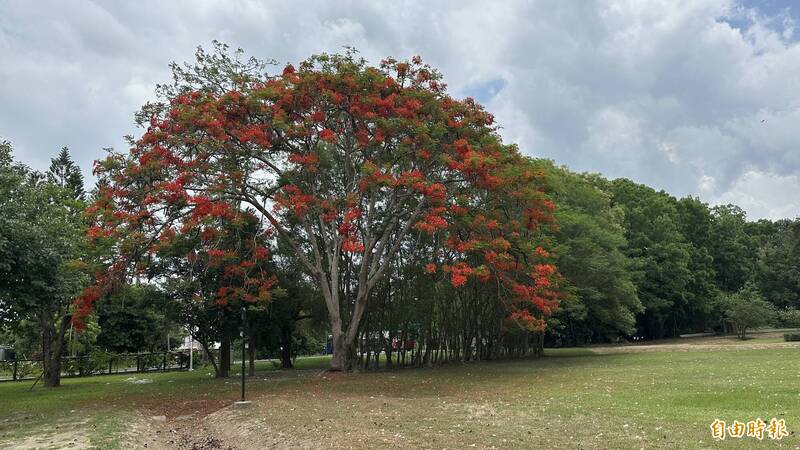 樹齡近1甲子鳳凰木盛開 台南水道「花王」再現風采