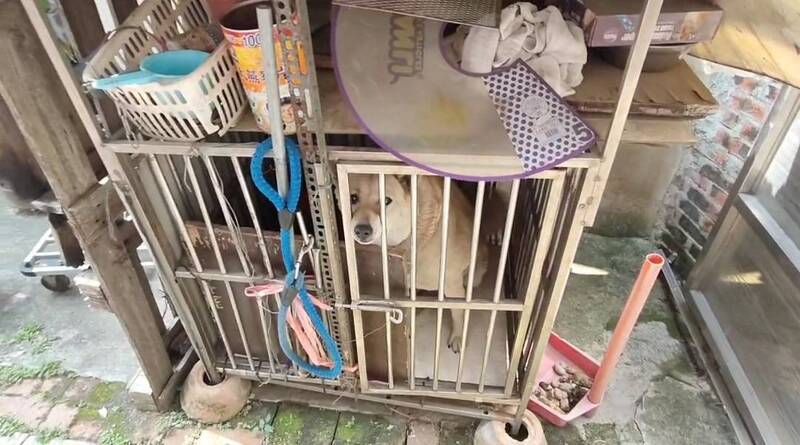 被控虐狗 飼主:僅敲擊鐵籠嚇阻吠叫