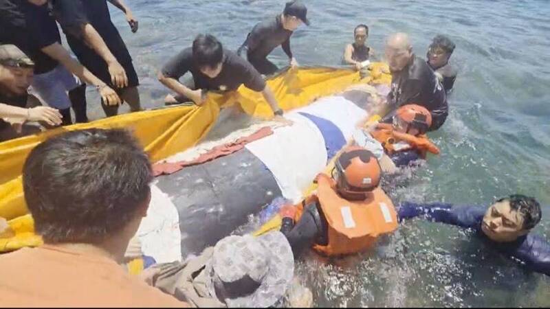 台東一天2起鯨豚擱淺 綠島見罕見「柏氏中喙鯨」眾人合力護送回大海