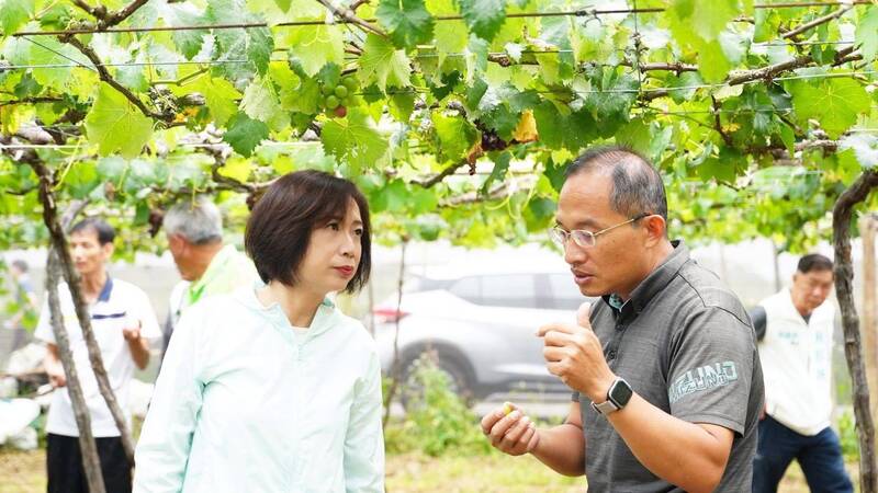 石岡新社「石頭葡萄」災情慘 農業部公告每公頃19.5萬救助金