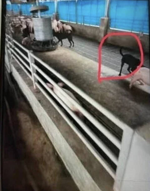 不只追人!彰化芳苑流浪犬闖豬舍亂咬 魚塭也遭殃