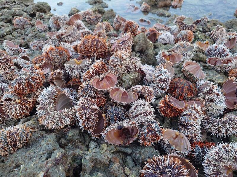 澎湖無人島金嶼成海膽「海膽屠宰場」 縣府展開查緝