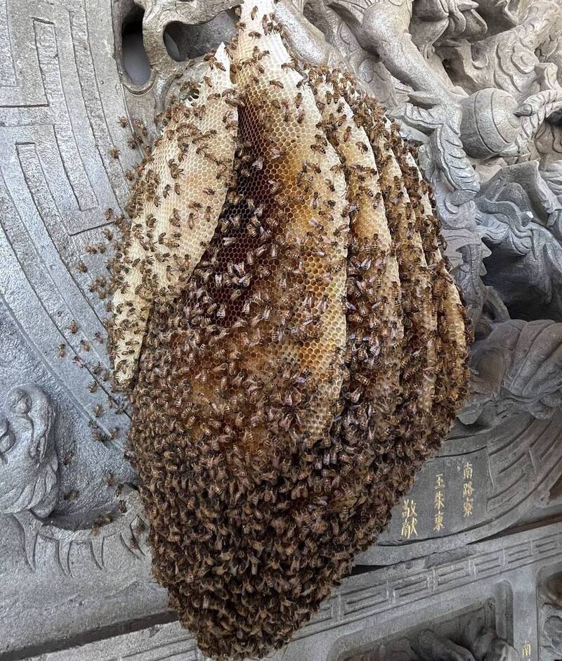 畫面曝光!台南四草大眾廟萬蜂築巢 比籃球大超壯觀