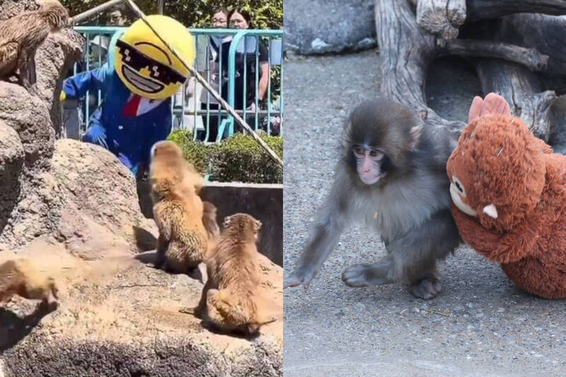 小猴Panchi萌照恐成絕響?美國男子強闖日本動物園 荒謬理由曝光