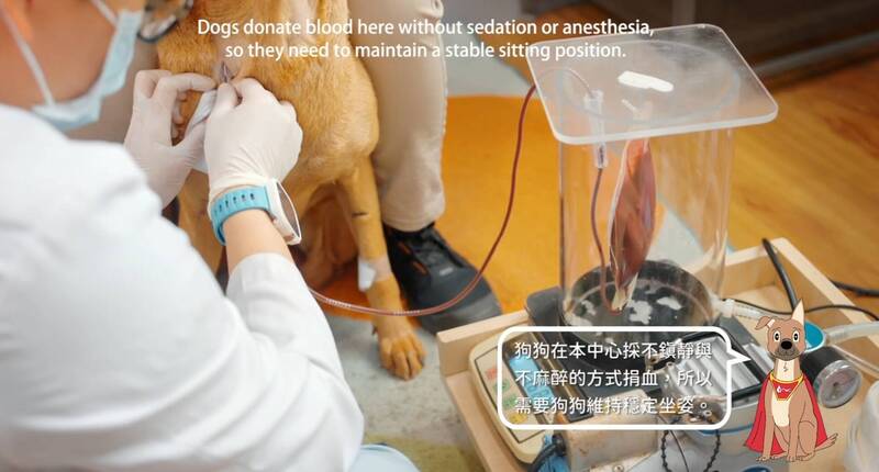 犬貓為何易鬧血荒? 原來捐血上限8歲
