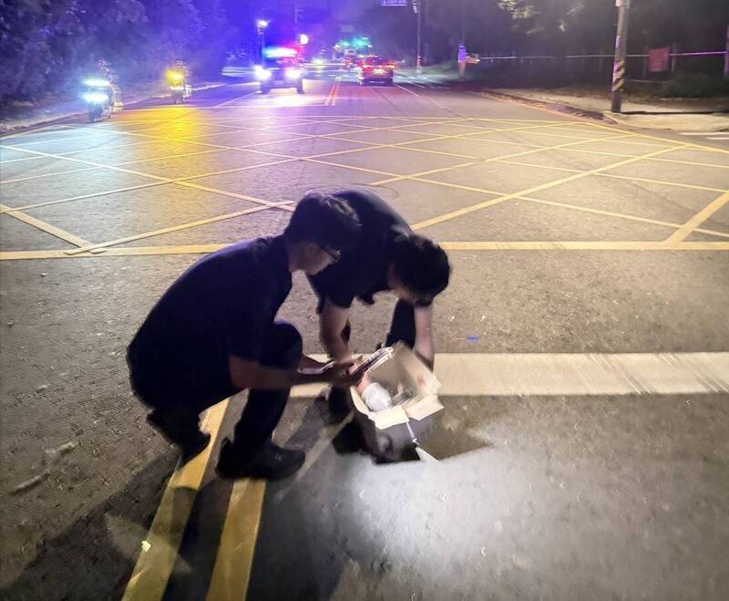 虎斑貓疑遭撞倒路中 楊梅警方救援送醫脫險