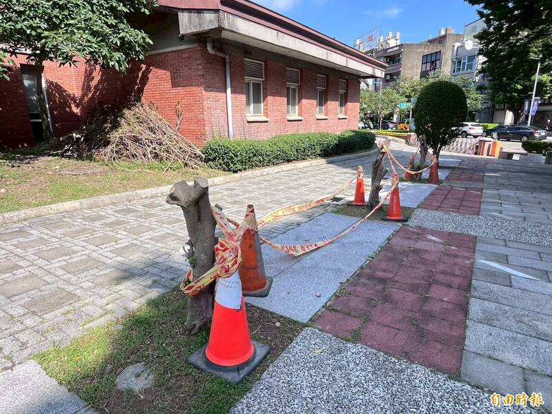 竹縣景觀樹招惹到單車「怪老子」? 三更半夜斬首3樹