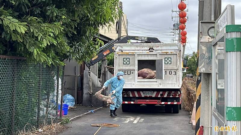 非洲豬瘟釀全台21億損失 陳姓兒子求交保挽救家庭遭駁回