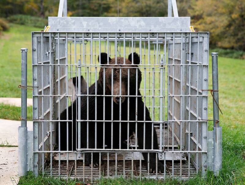 採竹筍遇1米黑熊貼臉!日本宮城7旬婦揮鋸自衛跌倒重傷
