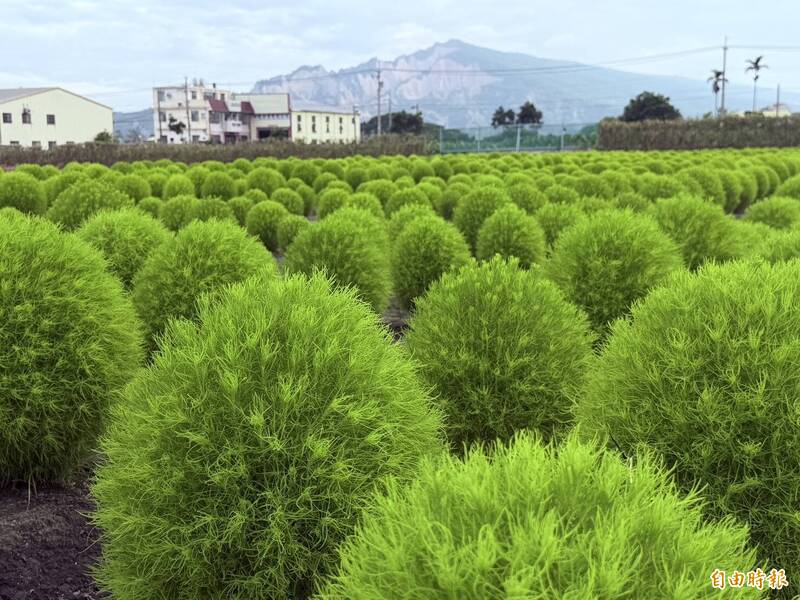 免飛日本!中社花市「萬株波波草」軟萌爆發 療癒度破表
