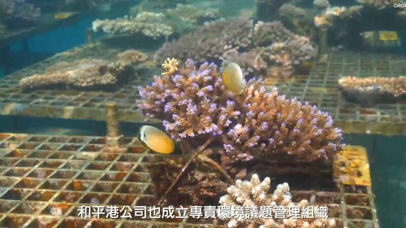 台泥和平工業港珍貴的硨磲貝，也成功復育1001株珊瑚，獲海保署認證為「海洋有效保育區」。（圖取自海保署影片）