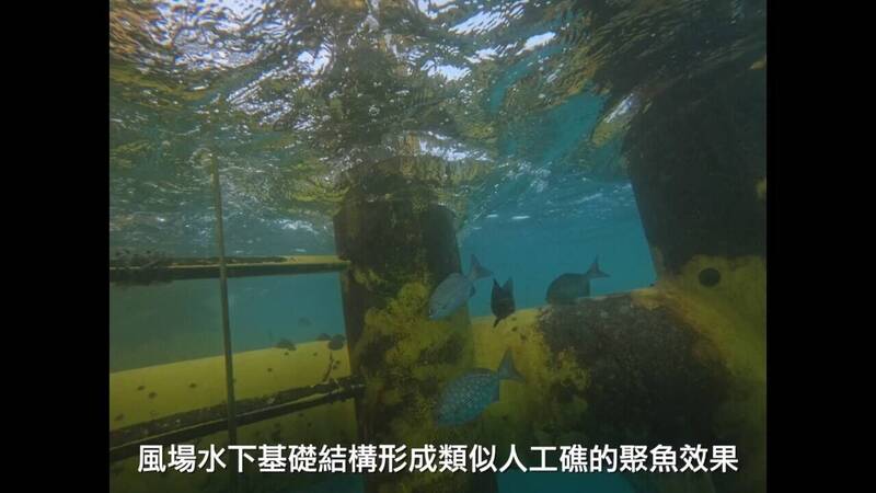 台電離岸風電第1期的21座風機，其水下結構形成類似人工魚礁，有聚魚效果，提升生物多樣性，獲海保署認證為「海洋有效保育區」。（圖取自海保署影片）