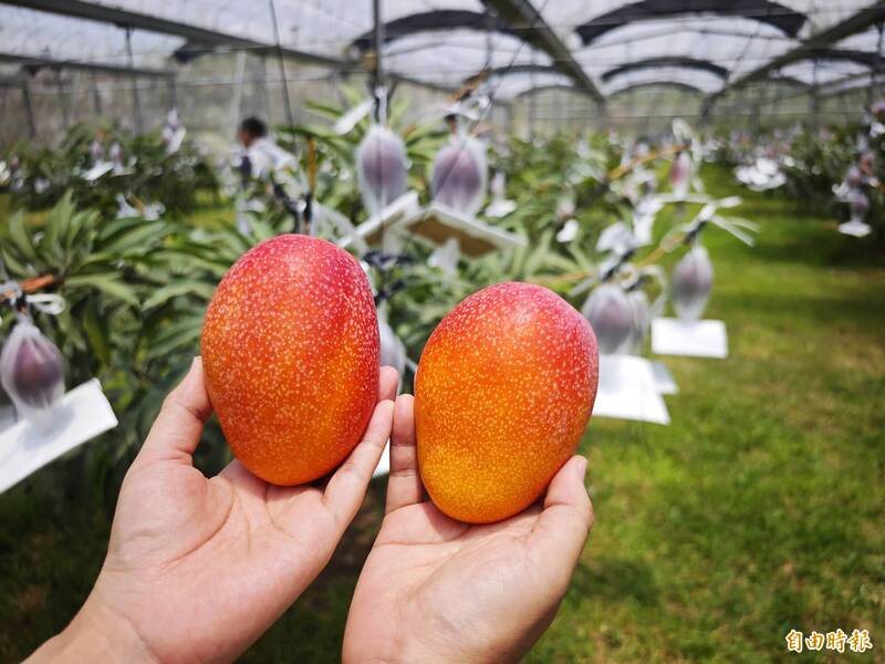 比擬法國Champagne產區土壤環境栽培 台南「香檳芒果」上市