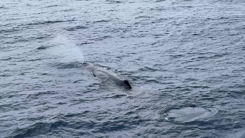 七星潭外海2抹香鯨噴氣!賞鯨遊客驚嘆「鼻孔好大」