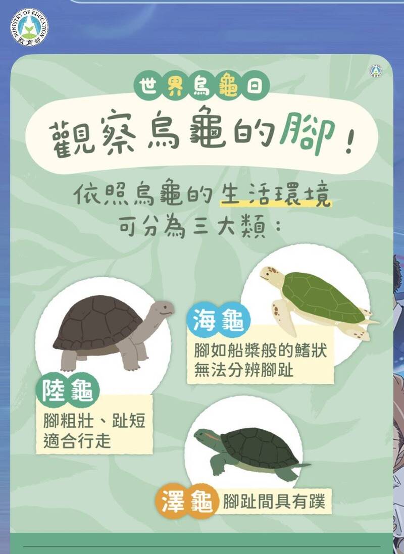 5/23世界烏龜日! 教育部教看「腳」秒分辨海龜、陸龜