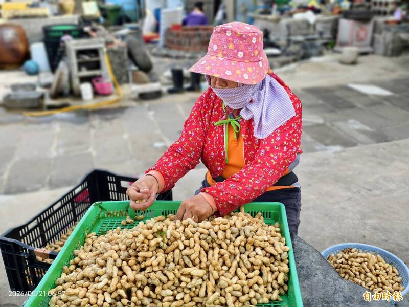 澎湖白膜花生提前上市 每斤售價270與去年相同