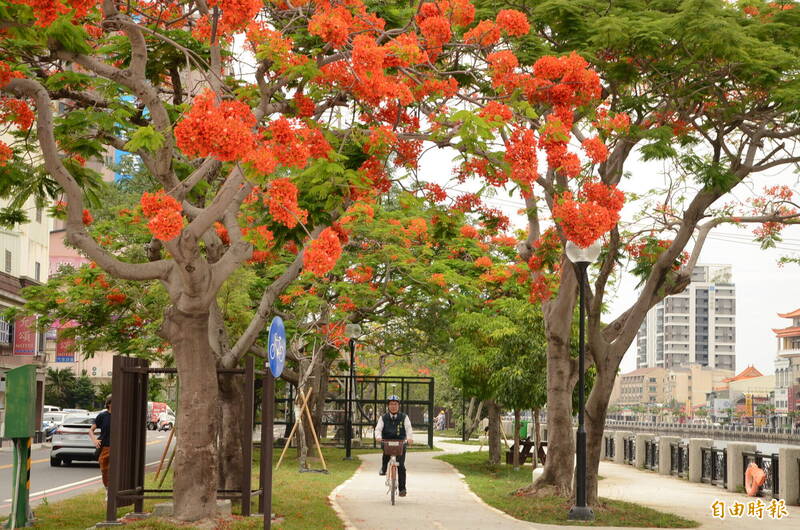 騎進台南最美火紅季 安平運河鳳凰花單車路線正夯