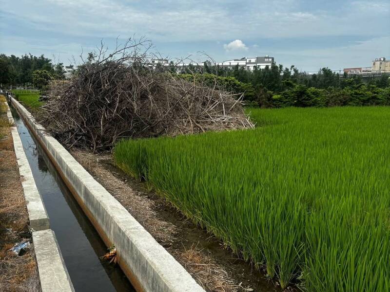 台中垃圾、廚餘去化不力連綠資材也擺爛 海線廢樹枝堆置半年沒人清