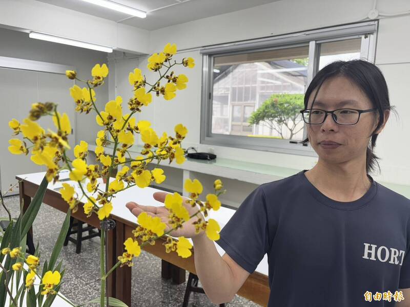 AI神助攻!台中農改場文心蘭育種有Gemini輔助 2026橫掃國際大獎