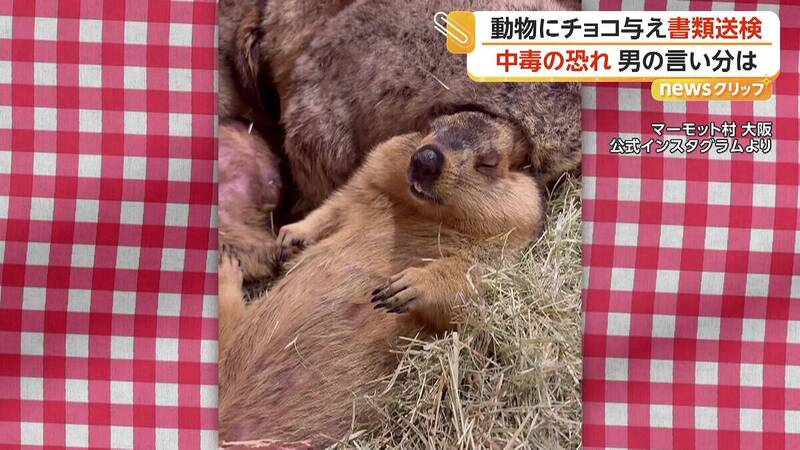 餵土撥鼠吃巧克力! 日男遭移送法辦 辯「只能吃飼料好可憐」