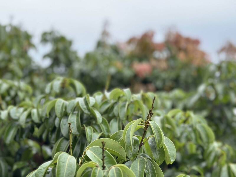慘!彰化黑葉荔枝大減5成、糯米荔枝全倒 即起至6/3申請救災金
