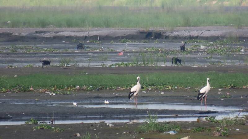 東方白鸛一家濁水溪覓食畫面溫馨 浪犬群埋伏讓鳥友捏把冷汗
