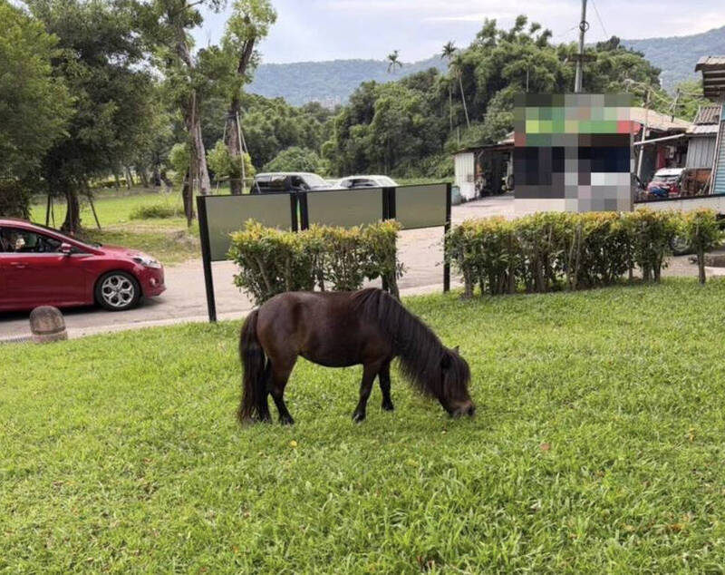 北投迷你馬二度「逛大街」！ 飼主被罰9千、上4小時動保課