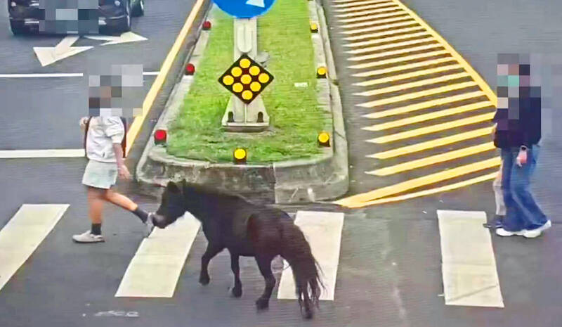 《TAIPEI TIMES》Miniature horse found wandering Taipei again