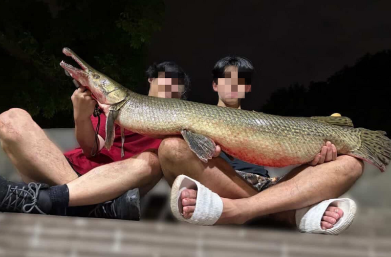 228公園「鱷魚火箭」被吃下肚! 前成大釣魚社長爆內幕:早就是慣犯
