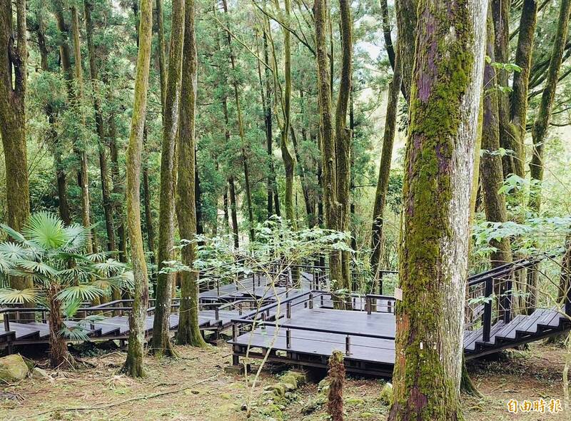 及時雨解異味窘境 奮起湖肖楠木步道飄清香吸引遊客