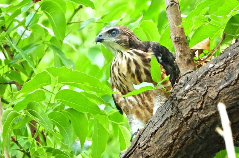 獨家》鳳頭蒼鷹高市澄清湖一帶現蹤 難得巢外育雛畫面曝光