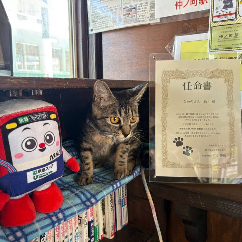 日本版「蜜柑」? 千葉縣銚子電鐵貓站長上任 人氣大暴衝