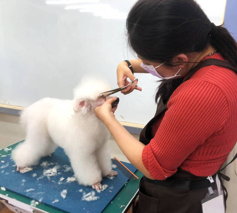 寵物美容不再踩雷！ 犬貓美容契約5月修正上路  消費糾紛、飼主棄養大減