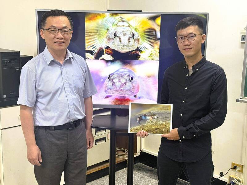 太美了！中山大學發現新種魚 致敬原民紋面命名「紋面韌鰕虎」