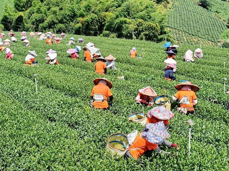 南投仁愛「台灣高山茶王」評鑑出爐 頭一、頭二得獎茶秒殺