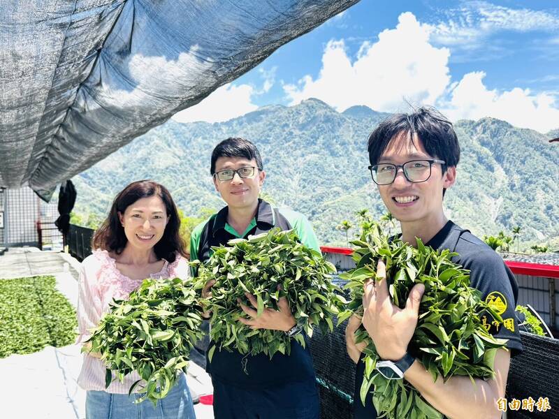 母子黃金鐵三角 攜手締造高山茶比賽九連霸紀錄