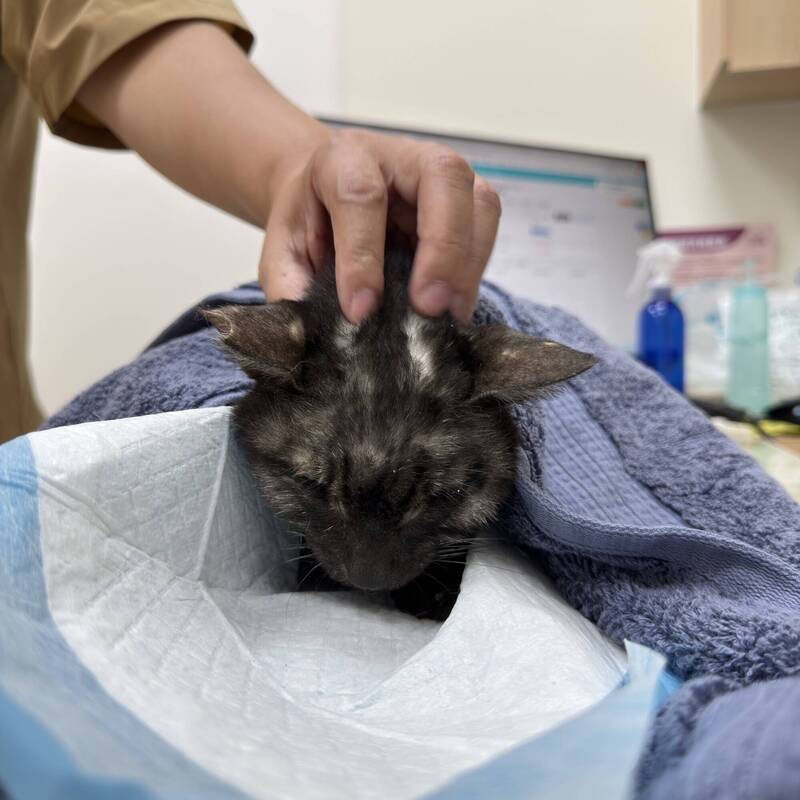 瘦弱病貓流落汐止街頭不治 飼主未妥善照護遭罰4.5萬