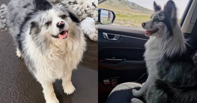 中國百萬網紅牧羊犬遭偷走 賤賣到狗肉館屍骨無存...飼主崩潰了