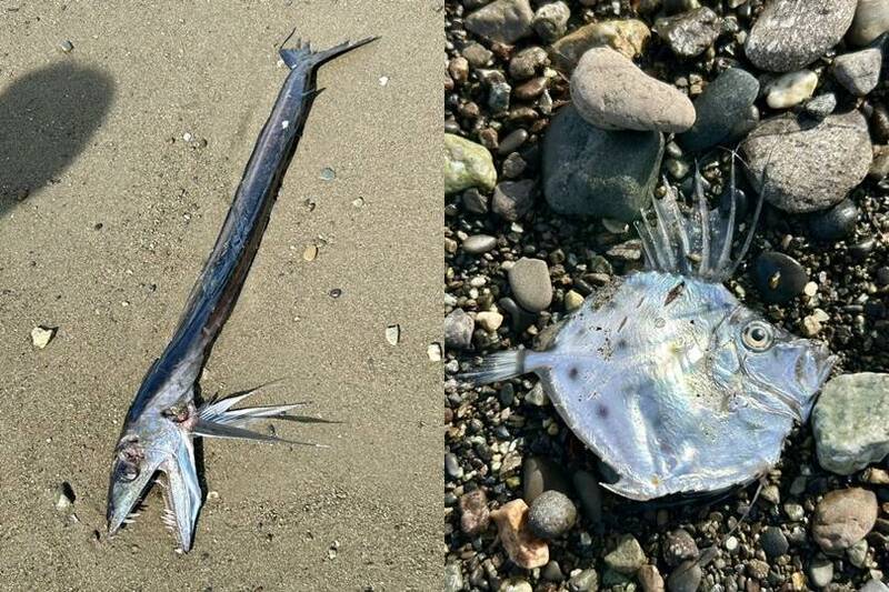 日本海邊出現「利牙怪魚」 網憂地震前兆 專家曝真實身分