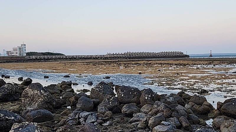 紅鬍魁蛤開放採捕 澎湖潮間帶珊瑚礁陷入危機