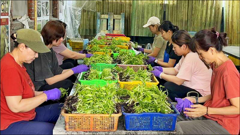 植物品種及種苗法小檔案