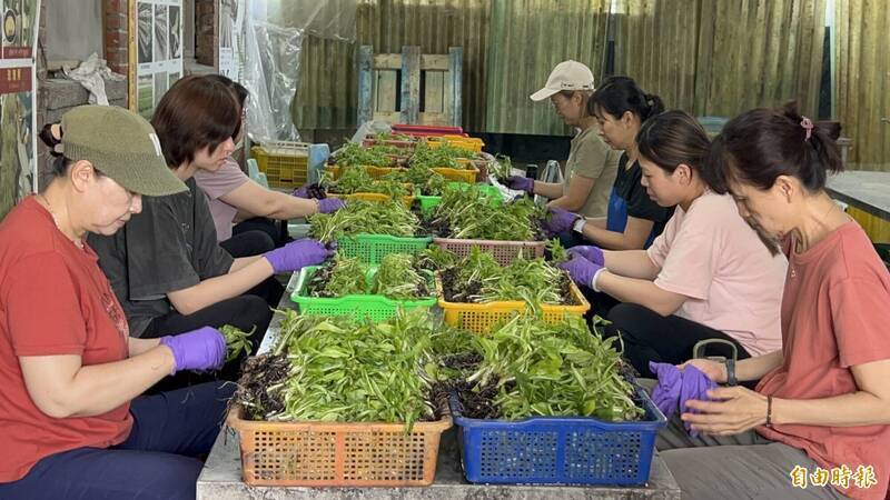 販售種苗都要有登記證 學者籲應放寬交易量少綠手指玩家免登