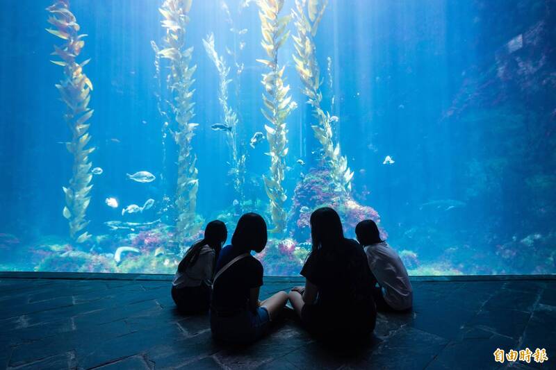 海生館「海岸共聲」6/6登場! 夜宿限時「4人同行1人免費」