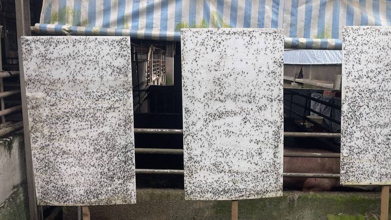 夏季畜牧場慎防牛虻、廄刺蠅害蟲 新北動保自製透明捕蠅膠助防治