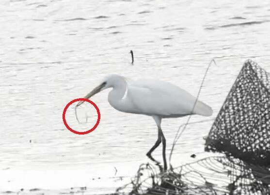 全球僅約3000隻! 列易危「唐白鷺」現蹤桃園 誤吞橡皮筋愛鳥人心疼