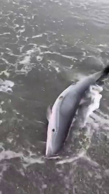 海豚幼體擱淺花蓮岸際 海保救援網即刻救援