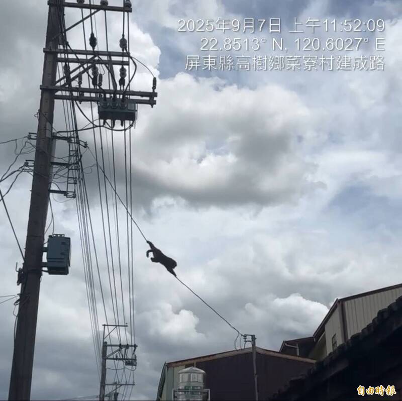 屏縣高樹鄉去年也出現猴子爬電線，通報農業處協助處理。（資料照，圖由屏東縣政府提供）
